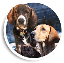 Duke and Cayenne | Allied Auto Works Grant Road